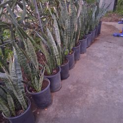 Snake Plants (Lengua De Suegra)