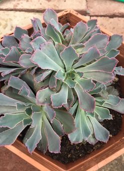Echeveria (indoor succulent)