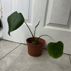 Monstera plant 