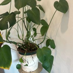 Beautiful Healthy Plant With Vase and Stand 