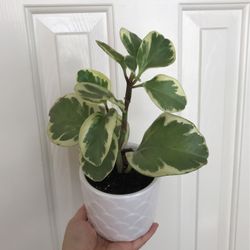 Beautiful Variegated Peperomia Plant With Pot