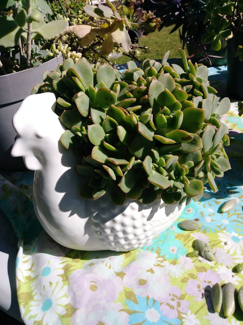 White ceramic planter