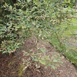 Garden Plant Blueberry $10,$20,$30, Depends Of Size, From Ground 