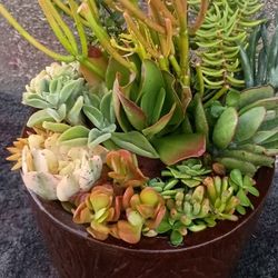 succulent arrangements 
