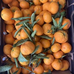 Organic Mandarins For Sale