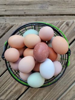 Fresh Eggs(Dozen)