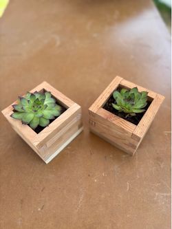 Mini cedar planter with succulent included