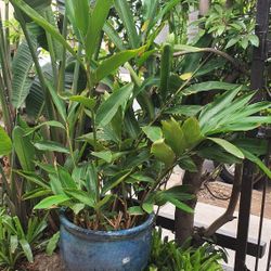 Plants In Pots Various Prices