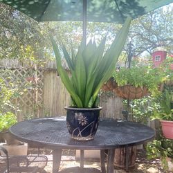 House Plant Sale - Snake Plant - (Extra Large + Ceramic Pot)