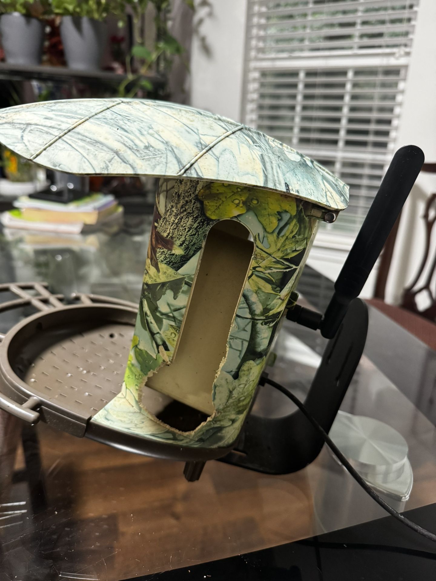 Smart bird feeder AI powered captures and identifies birds