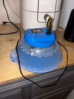 Incubator for quail eggs