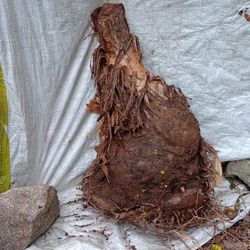 Huge Cold Hardy Banana Tree Plant Mother Plant Grows Bananas(read Description Below)