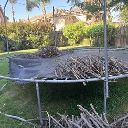 Chopped tree branches