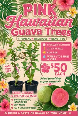 Pink Hawaiian guava trees 🌳 🩷
