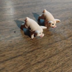 Pigs