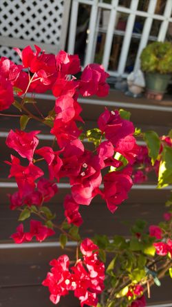 Red Camelina