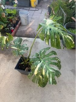 Monstera big leaf