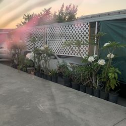Plants