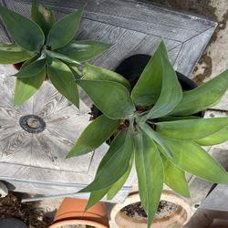 Agave Succulent  Asstd Sizes   Chep