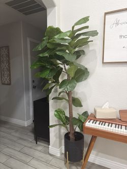 6ft Fiddle Leaf Fig Plant And Pot