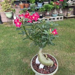 Desert Rose / Rosa De Desierto 