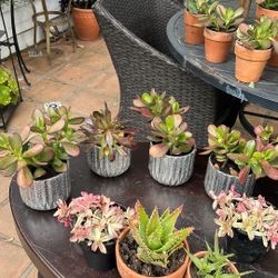 4 Silver Pots With Succulents 