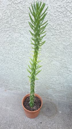 Plant cutting