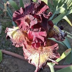 Iris Floreando 