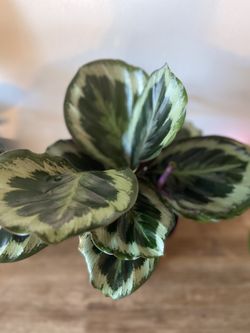 Calathea plant