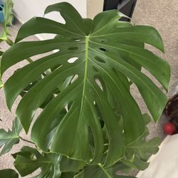 Selling 4 Indoor Plants - Moving Out Sale