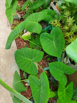 Elephant ears