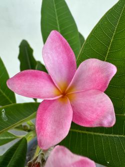 Blooming Plumeria Plant E6