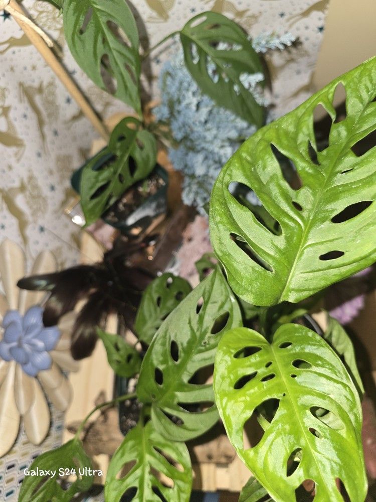 Monstera Swiss Cheese