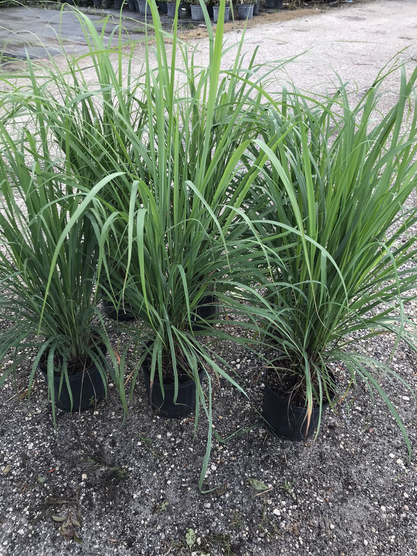Lemon grass
