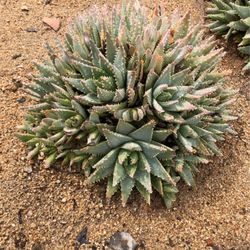 Succulent Cactus