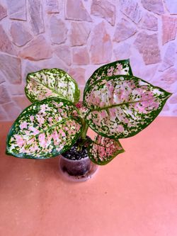 Aglaonema Anyamanee Plant - 4inch