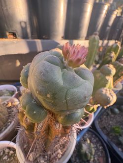 Rare LW grafted cactus