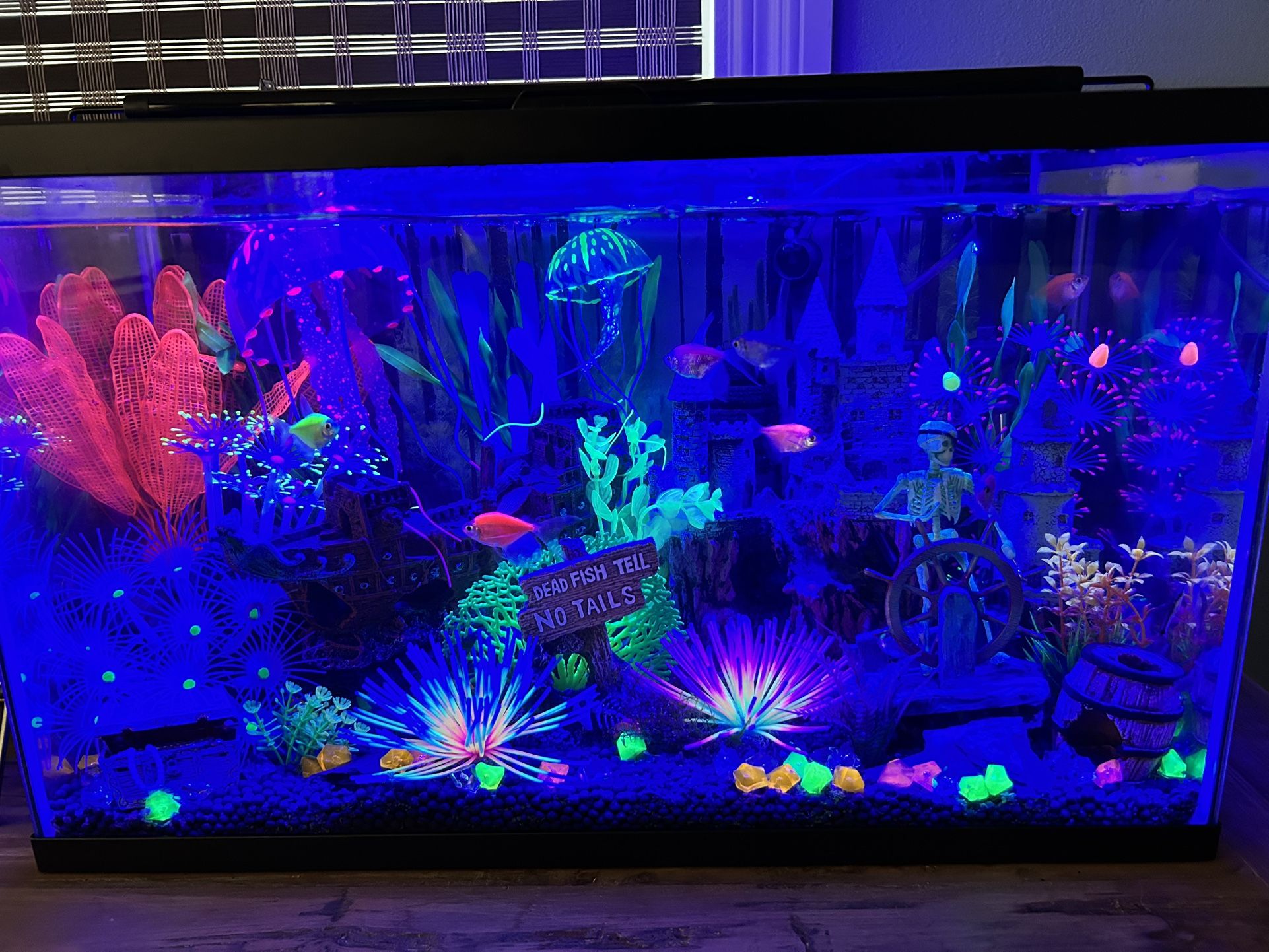Fish Aquarium 