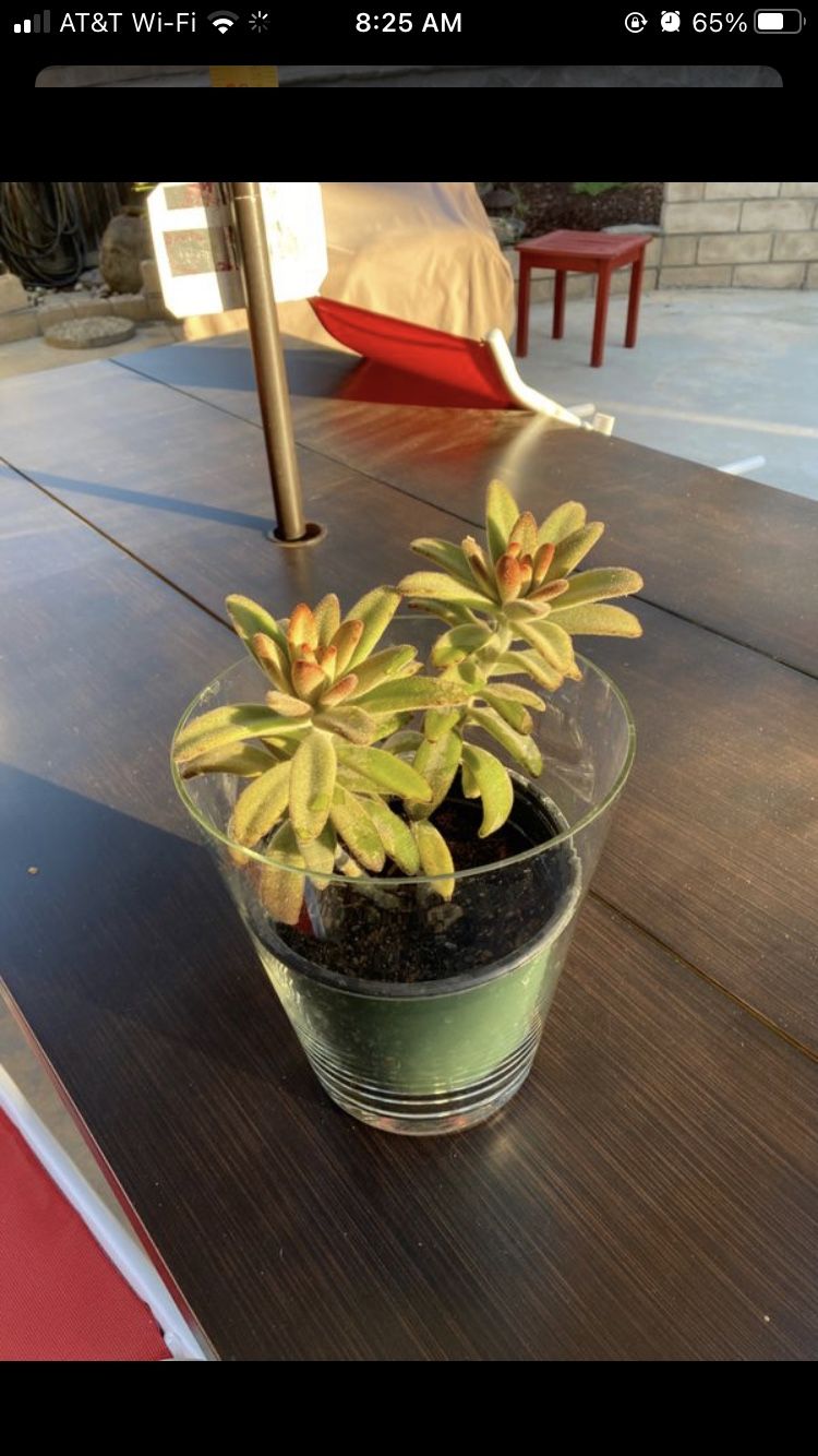 Beautiful live plant / succulent