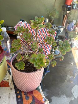 Succulent