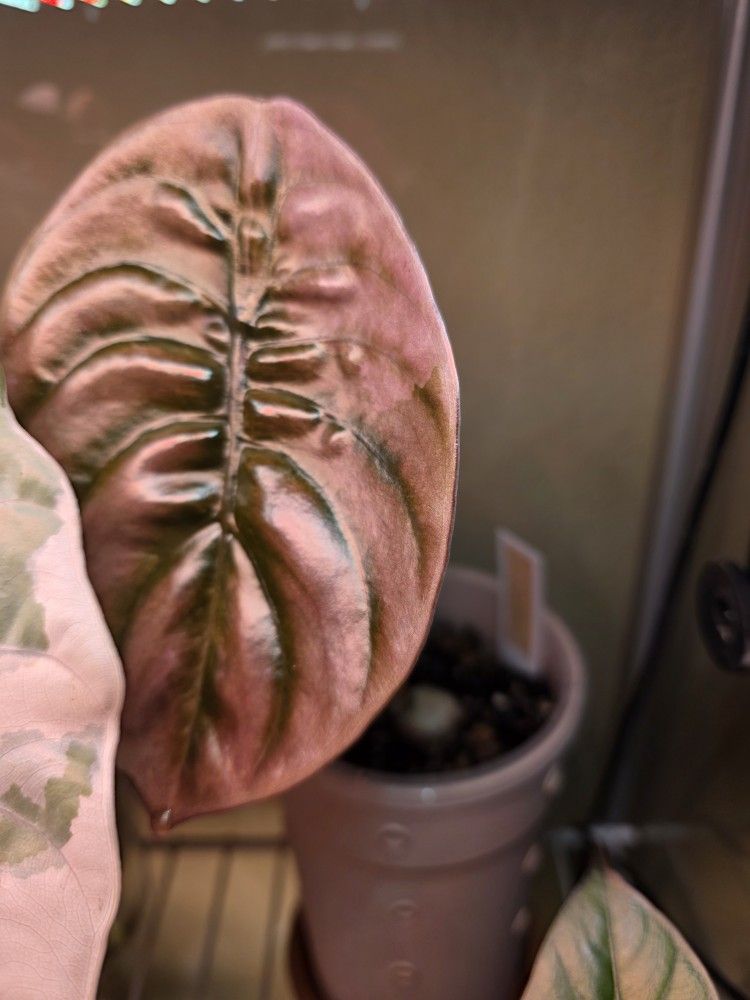 Alocasia Cuprea Pink Mint