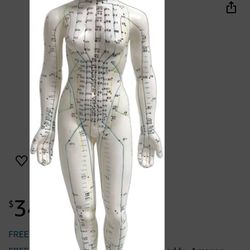 Female Acupuncture Model 19" with Chinese