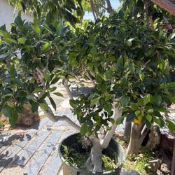 Bonsai Ficus Tree