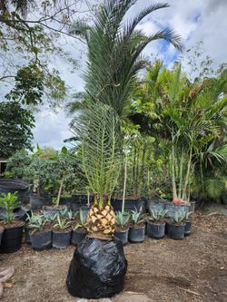 Canary palm on sale now $300 per ft