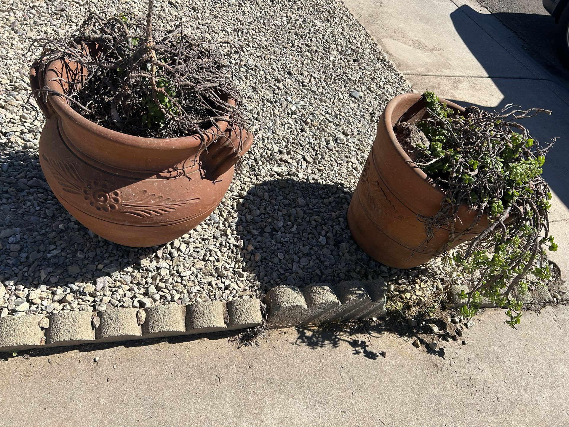 Large Terracotta Pots With Elephant Plants