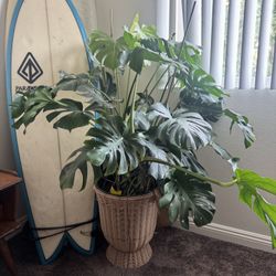 Giant Monstera 