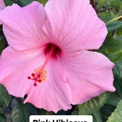 🌸 Plant: Pink Hibiscus (Bush & Standard)