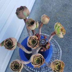 Very cute tight tree roses succulent 10 yrs old aeomium blushing  beauty