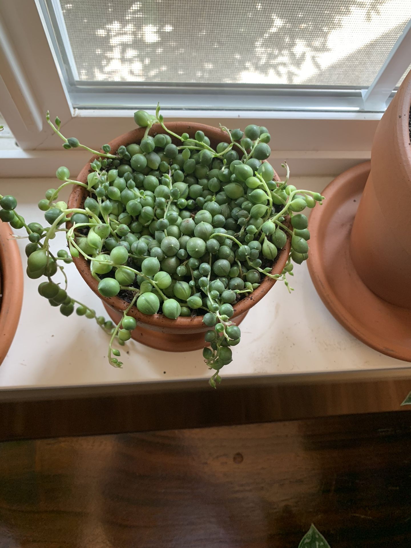 String of pearls succulent plant