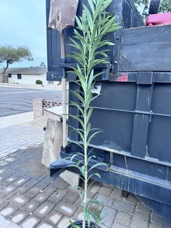 Oleander